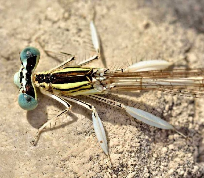 platycnemis_latipes_anterieur.jpg