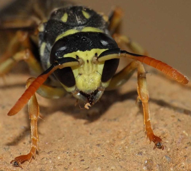 polistes_dominulus_male_face.jpg