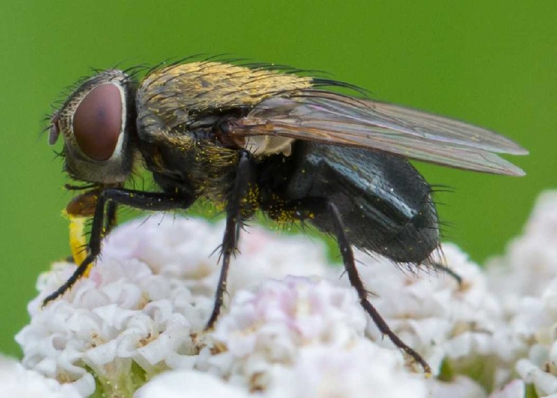 pollenia_amentaria_femelle.jpg