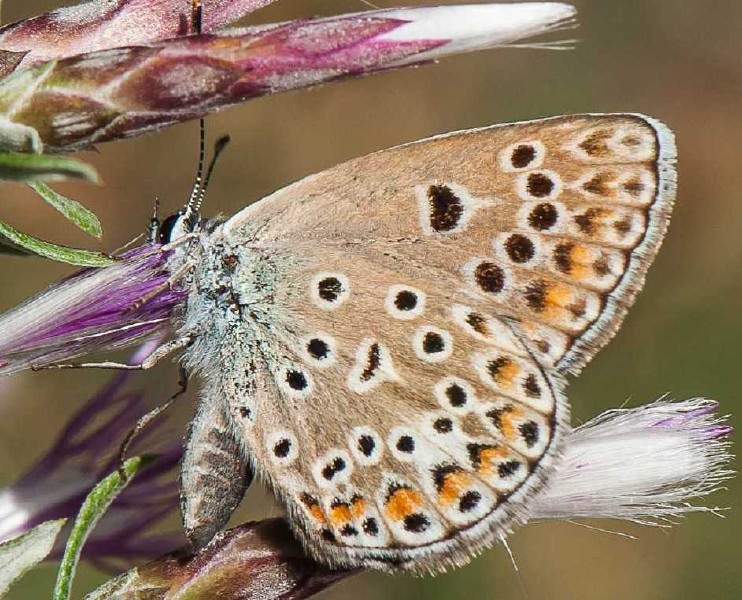 polyommatus_icarus.jpg