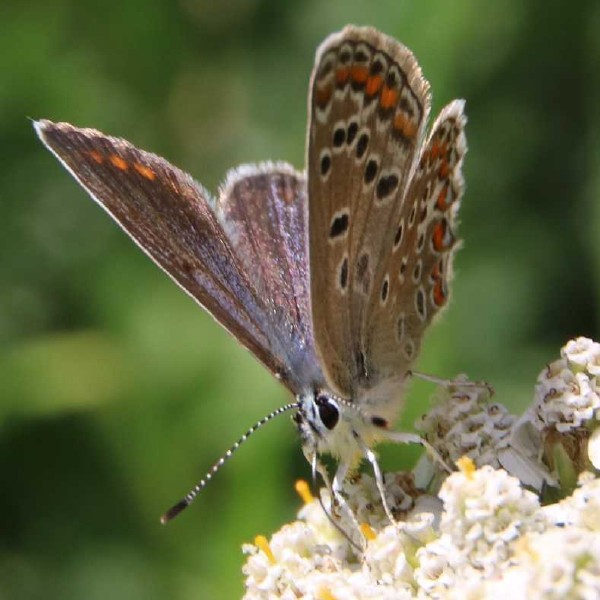 polyommatus_icarus_femelle_revers.jpg