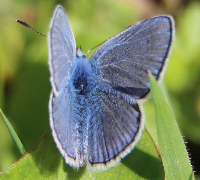 polyommatus_icarus_male_recto.jpg