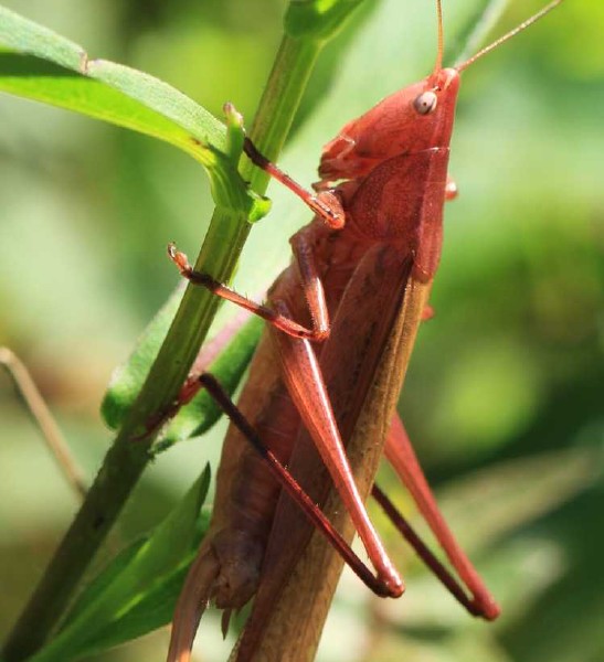ruspolia_nitidula_femelle_1.jpg