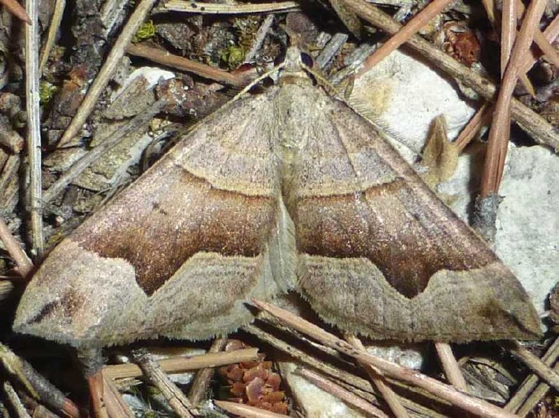 scotopteryx_angularia.jpg