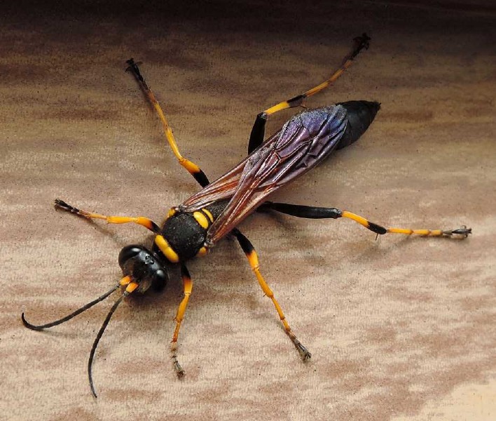 seliphron_caementarium.jpg