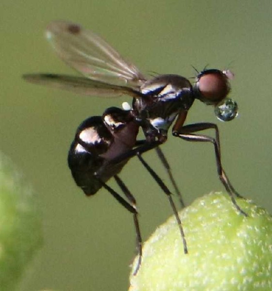 sepsis_fulgens_femelle.jpg
