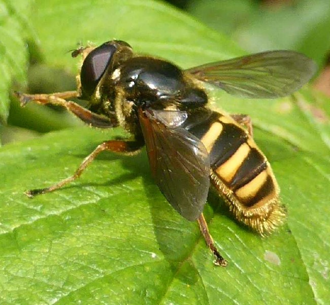 sericomyia_silentis_femelle.jpg