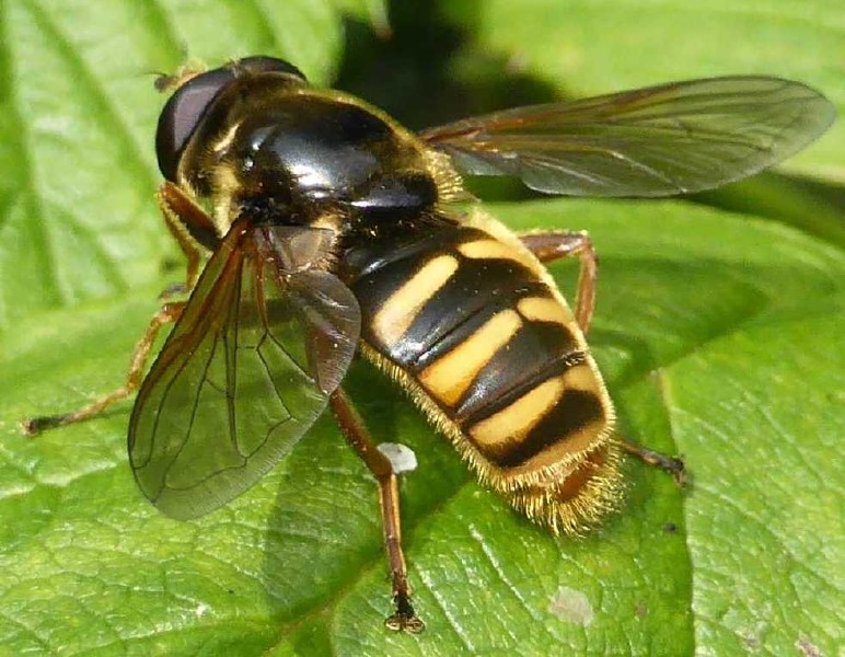 sericomyia_silentis_femelle_1.jpg