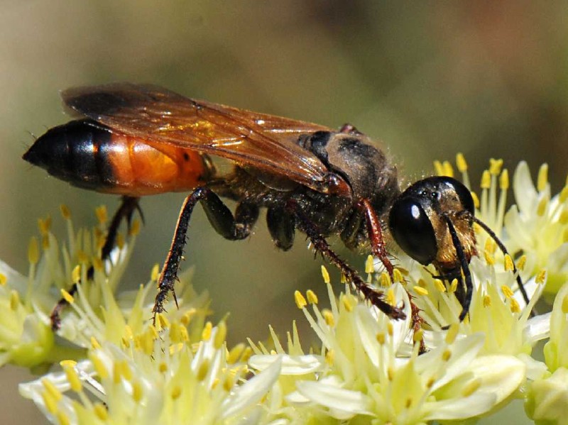 sphex_flavipennis_femelle.jpg