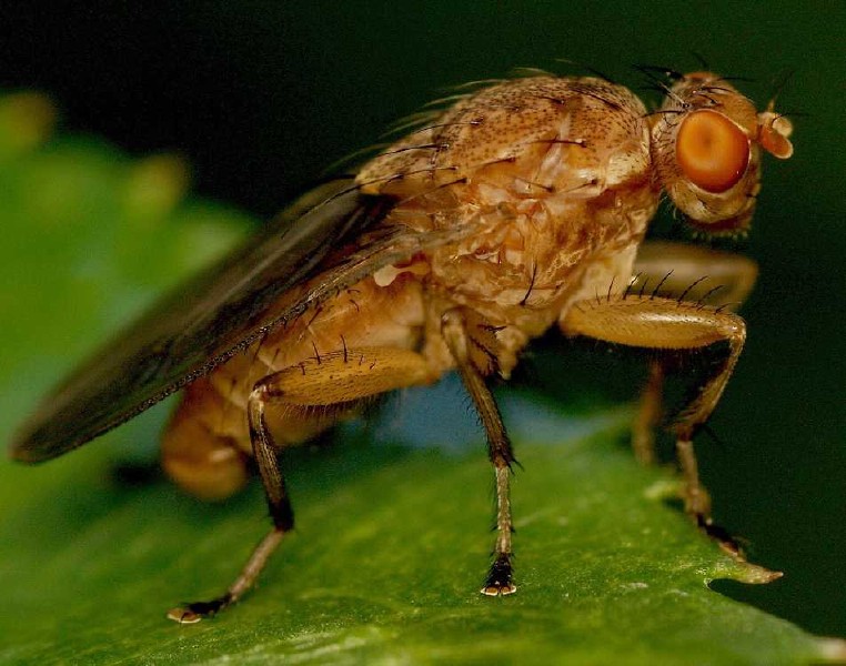 suillia_gigantea.jpg