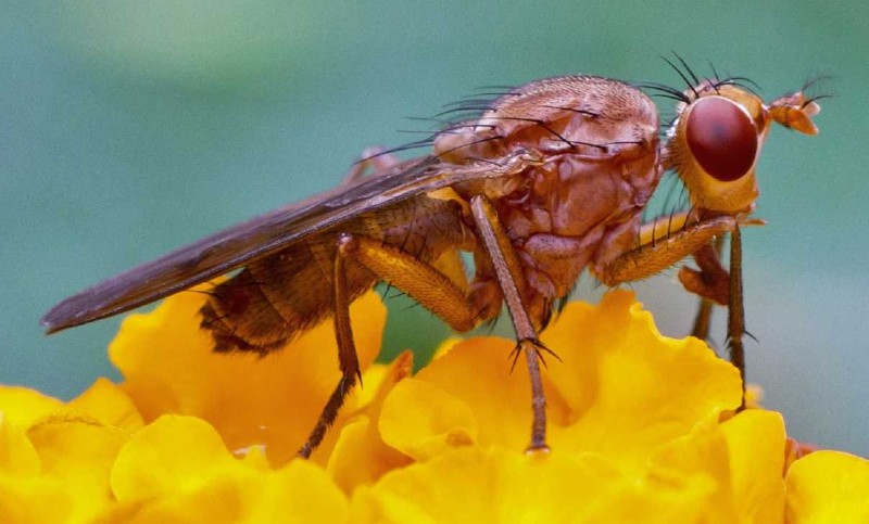 tetanocera_cf_ferruginea.jpg