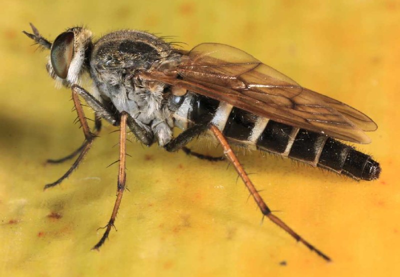 thereva_lanata_femelle_1.jpg