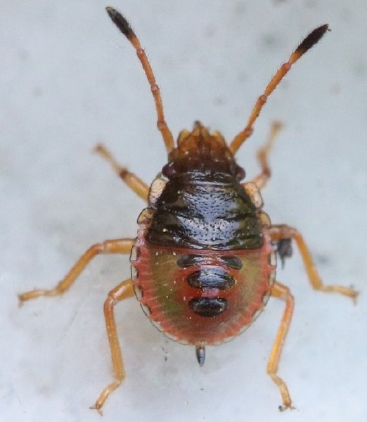 acanthoma_haemorrhoidale_juvenile.jpg