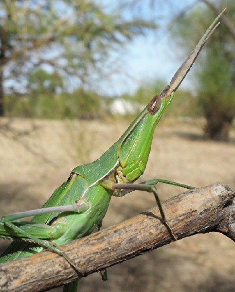 acrida_ungarica_mediterranea.jpg