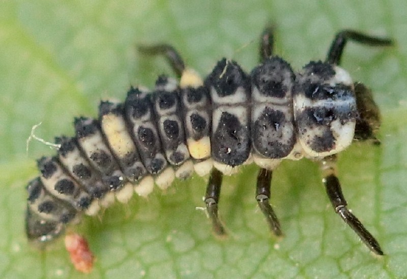 adalia_bipunctata_larve_1.jpg