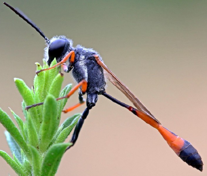 ammophila_heydeni.jpg