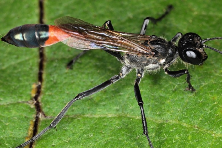 ammophila_sabulosa._2jpg.jpg