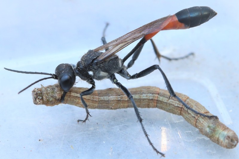ammophila_sabulosa.jpg