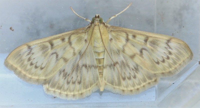 anania_fuscalis.jpg