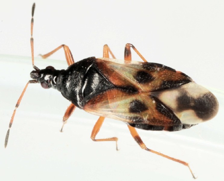 anthocoris_nemorum_1.jpg