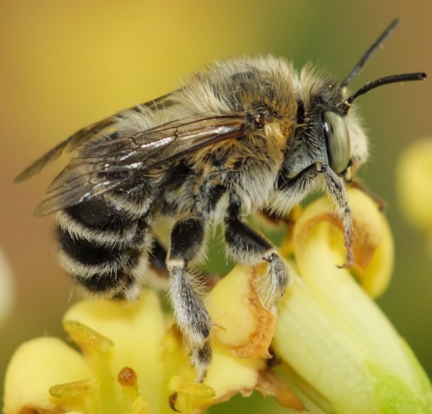anthophora_plumipes_femelle.jpg