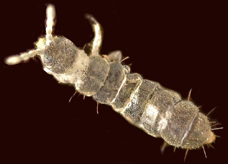 anurophorus_laricis.jpg
