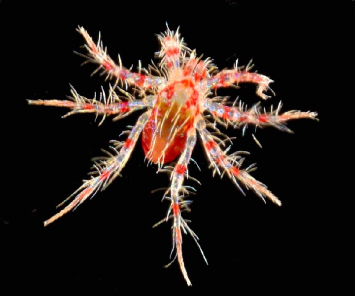 anystis_baccarum.jpg