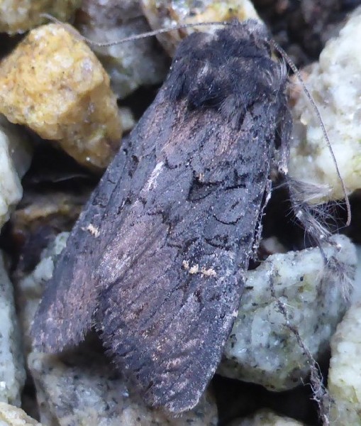 aporophyla_nigra.jpg