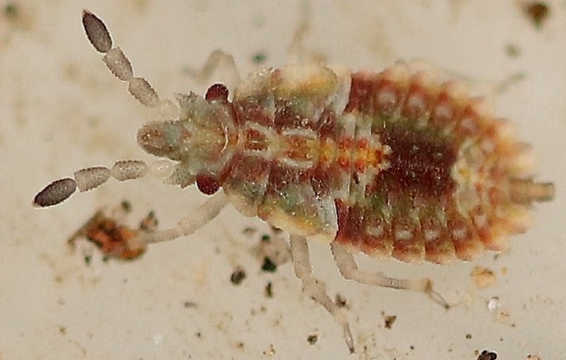 aradus_depressus_juvenile.jpg
