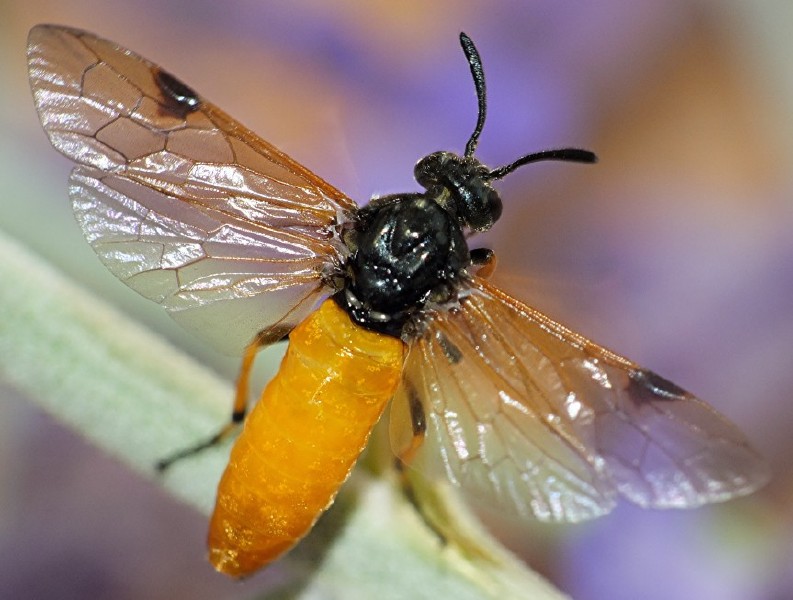 arge_cyanocrocea.jpg