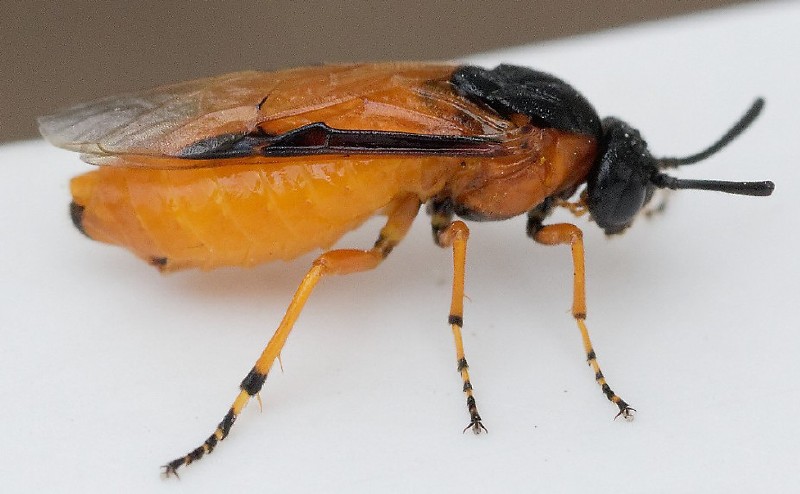 arge_ochropus.jpg