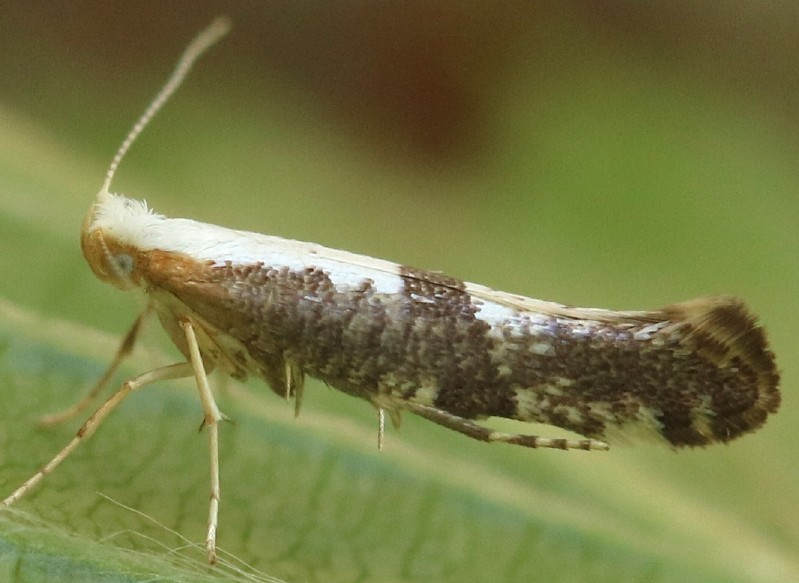 argyresthia_pruniella.jpg