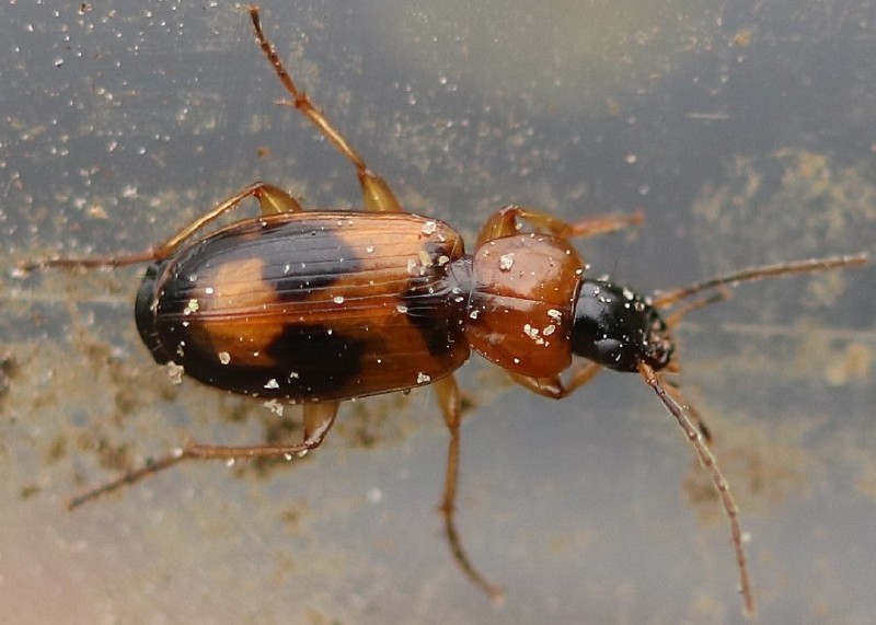 badister_unipustulatus.jpg