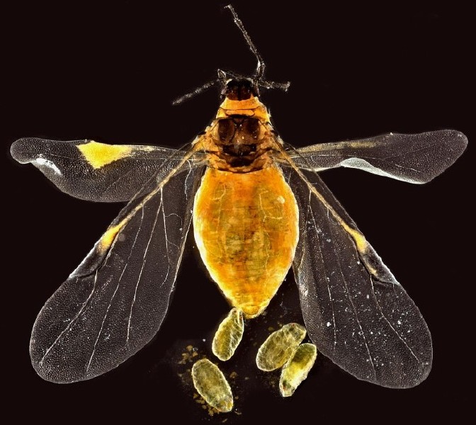 baizongia_pistaciae_alate.jpg