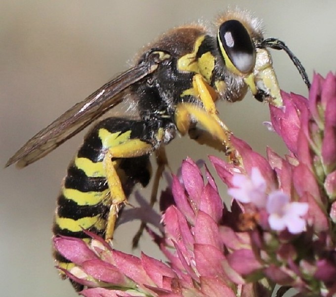 bembix_tarsata_male.jpg