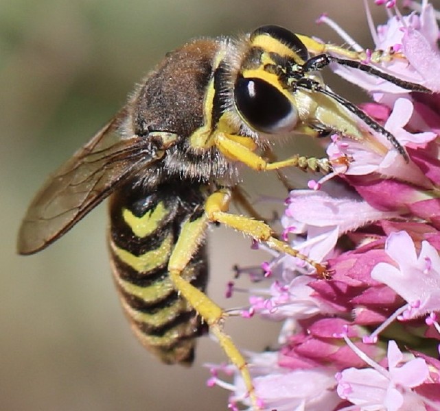 bembix_tarsata_male_1.jpg