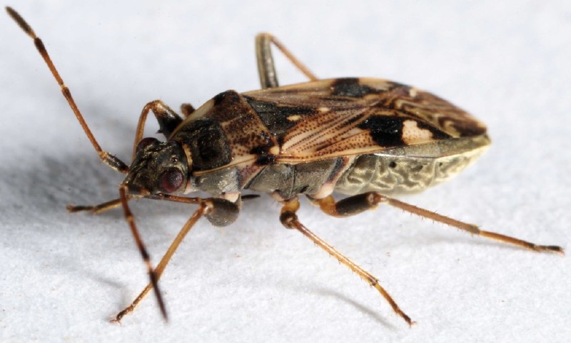 beosus_maritimus.jpg