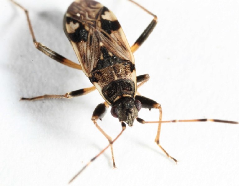 beosus_maritimus_1.jpg