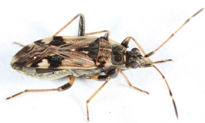 beosus_maritimus_2.jpg