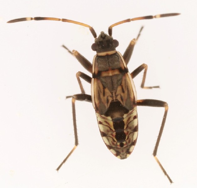 beosus_maritimus_juvenile.jpg