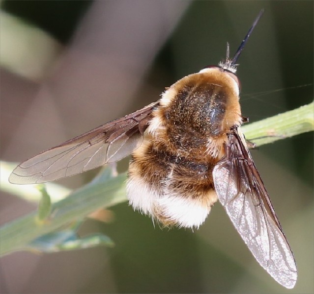 bombylius_posticus.jpg