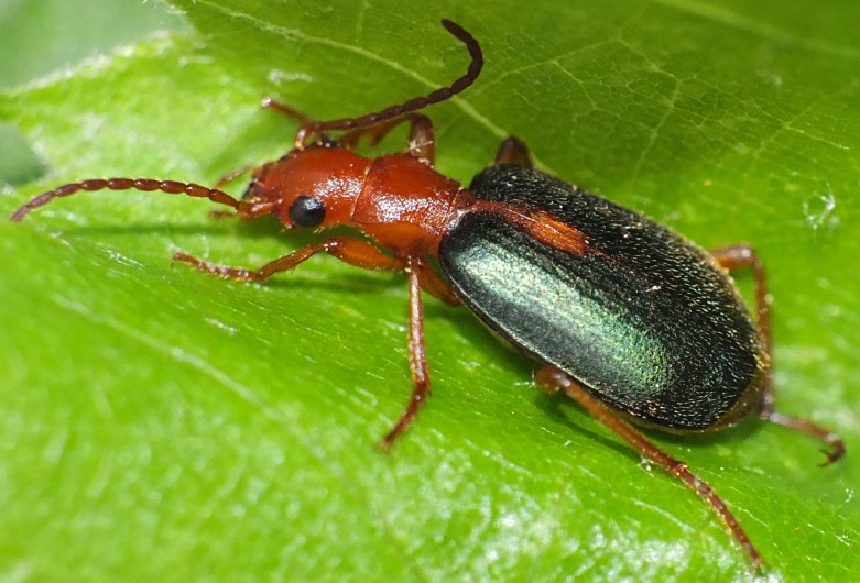 brachinus_sclopeta.jpg