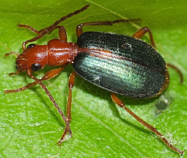 brachinus_sclopeta_2.jpg