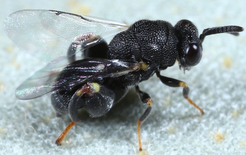 brachymeria_sp.jpg