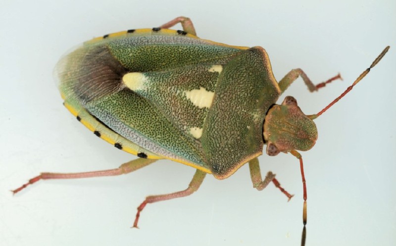 brachynema_purpureomarginatum.jpg
