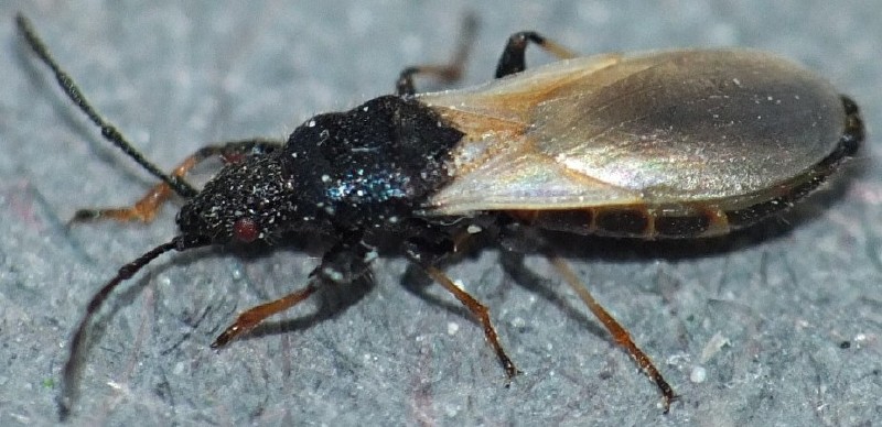 brachyplax_tenuis.jpg