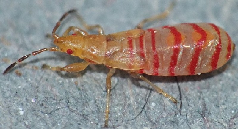 brachyplax_tenuis_juvenile.jpg