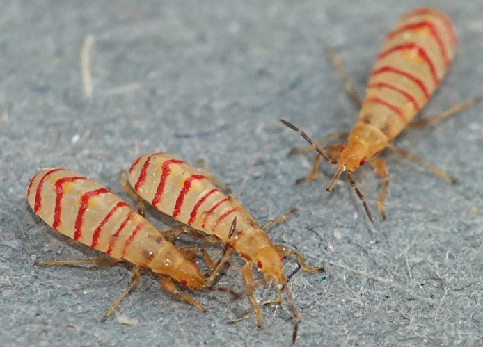 brachyplax_tenuis_juveniles.jpg