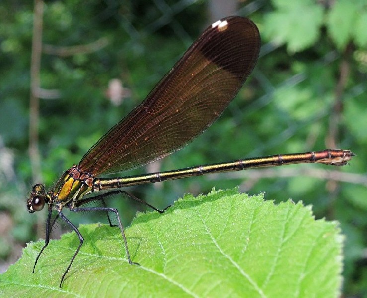 calopteryx_haemorrhoidalis_femelle.jpg
