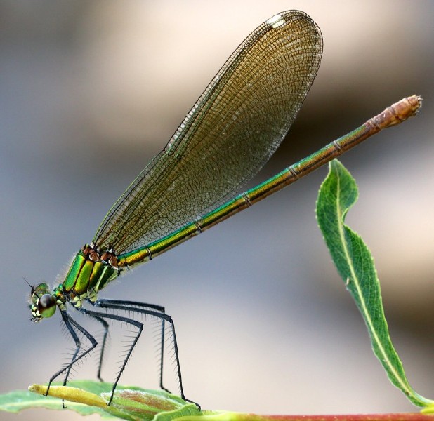 calopteryx_virgo_felmelle.jpg